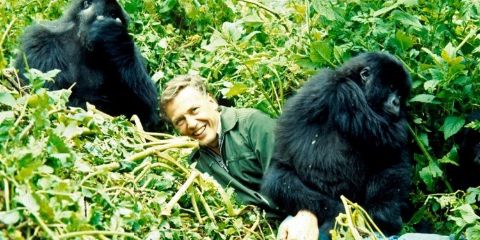 Rise of the Mammals