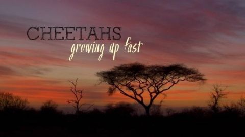 Cheetahs: Growing Up Fast
