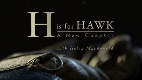 H is for Hawk: A New Chapter