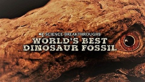 World's Best Dinosaur Fossil