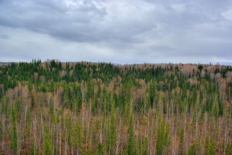 Taiga Region