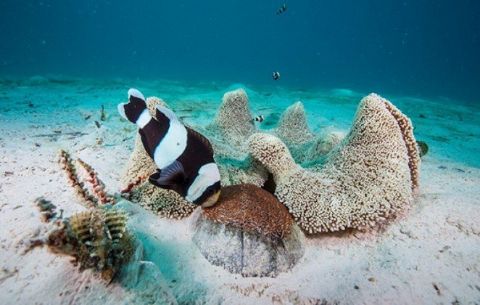 Coral Reefs