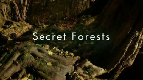 Secret Forests