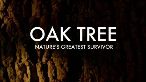 Oak Tree: Nature's Greatest Survivor