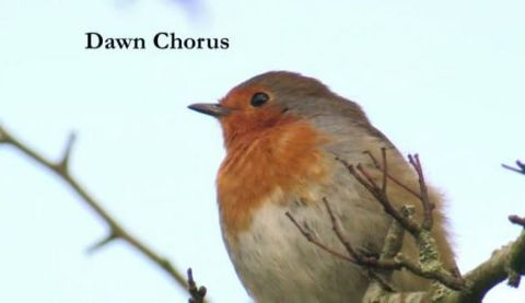 Dawn Chorus