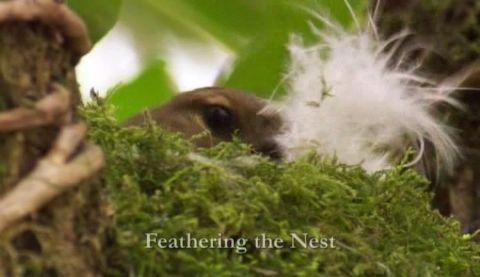 Feathering the Nest