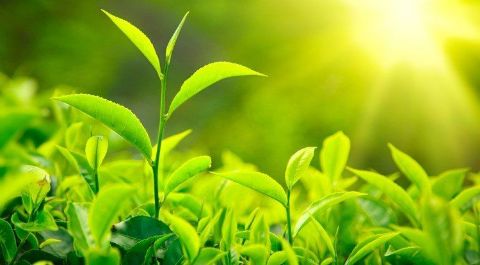 Photosynthesis