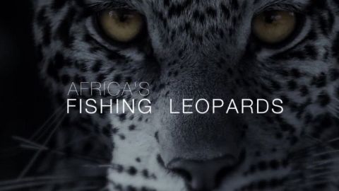 Africa's Fishing Leopards
