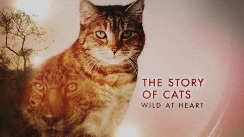 Wild at heart