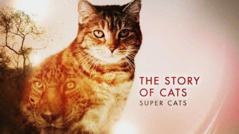 Super Cats