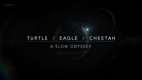 Turtle / Eagle / Cheetah: A Slow Odyssey