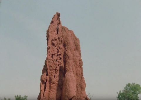 Once More into the Termite Mound