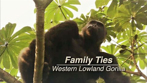 The Western Lowland Gorilla