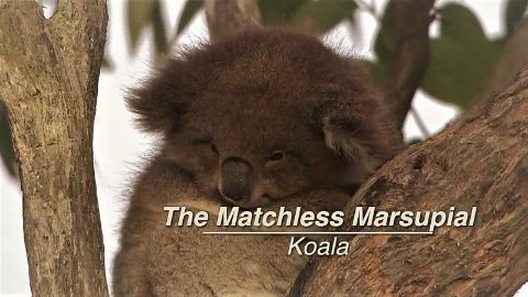 Koalas