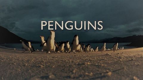 Penguins