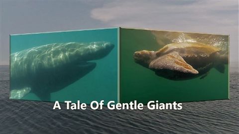 A Tale of Gentle Giants