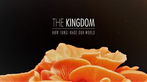 The Kingdom: How Fungi Made Our World