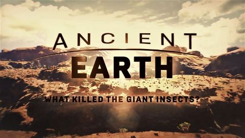 What Killed The Giant Insects