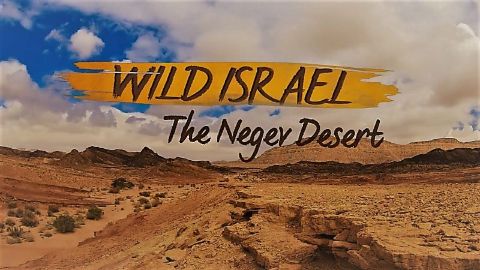 The Negev Desert