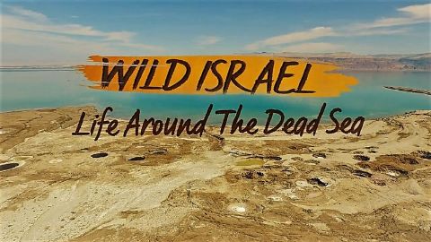 Life Around the Dead Sea