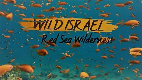 Red Sea Wilderness