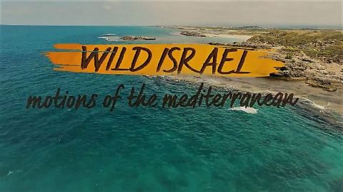 Motions of the Mediterranean