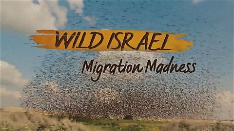 Migration Madness