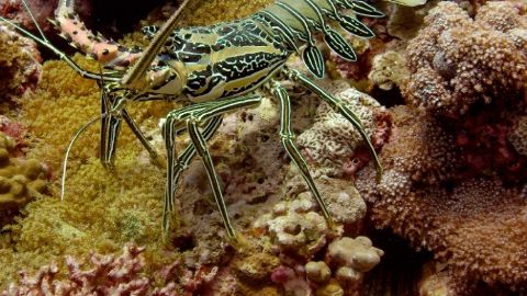 Carnivores of the Coral Garden