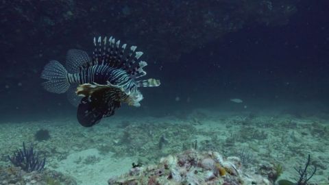 Magicians of the Reef