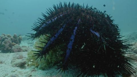 Defenders of the reef