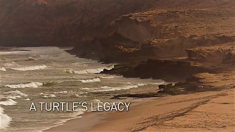 A Turtle's Legacy