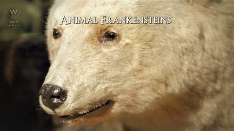Animal Frankensteins