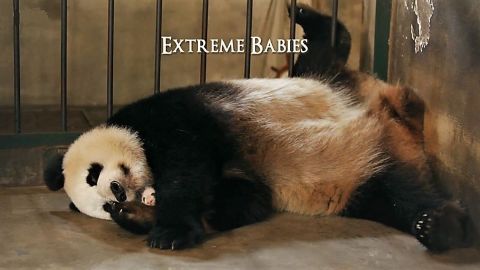 Extreme Babies