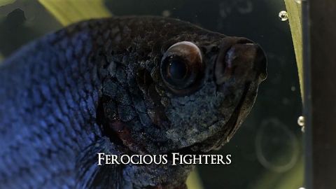 Ferocious Fighters
