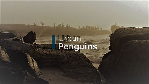 Urban Penguins