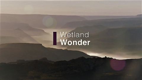 Wetland Wonder