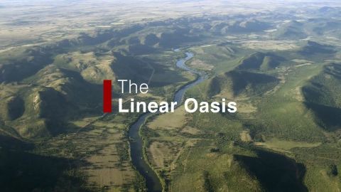 The Linear Oasis