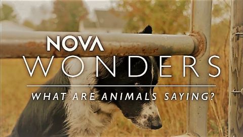 What Are Animals Saying?