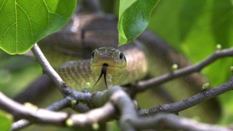 The Secret Life of Snakes