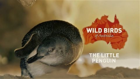 The Little Penguin
