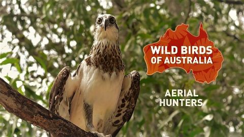 Aerial Hunters