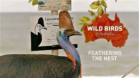 Feathering the Nest