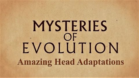 Amazing Head Adaptations