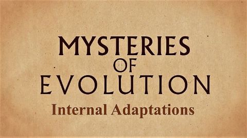 Internal Adaptations
