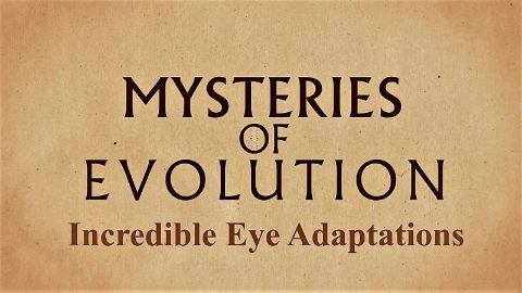 Incredible Eye Adaptations