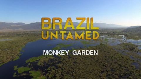 Monkey Garden