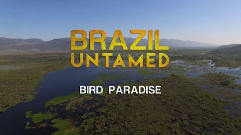 Bird Paradise