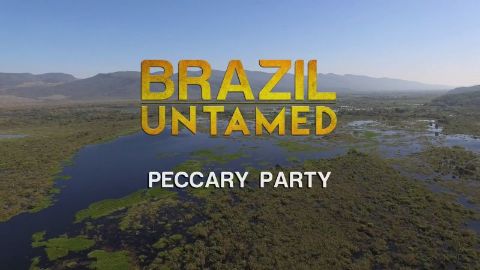Peccary Party