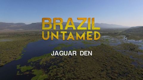 Jaguar Den