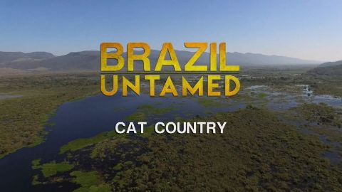 Cat Country